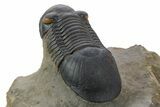 Paralejurus Trilobite Fossil - Orange Eye Preservation! #334858-5